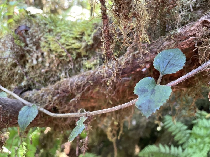 Forest Stenogyne photo 6