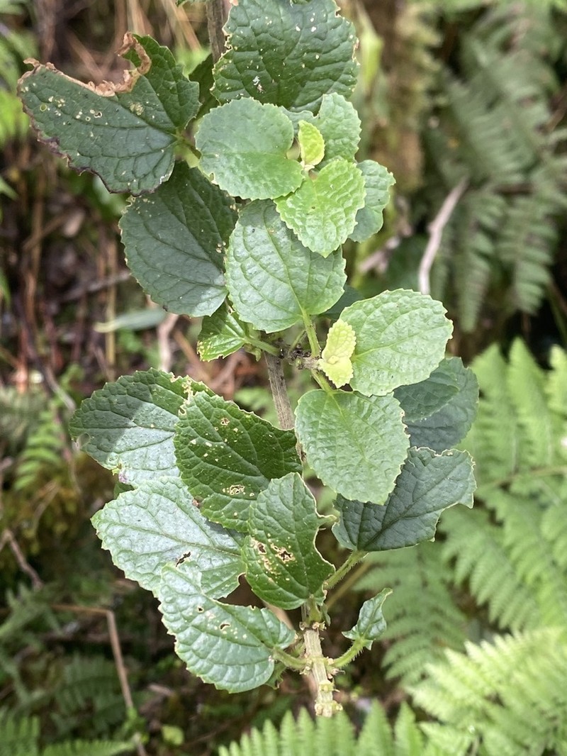 Forest Stenogyne photo 7