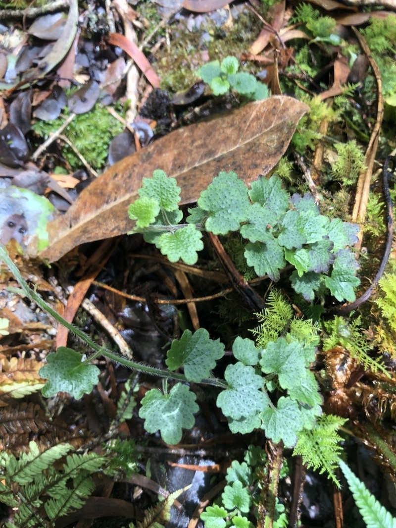 Forest Stenogyne photo 8