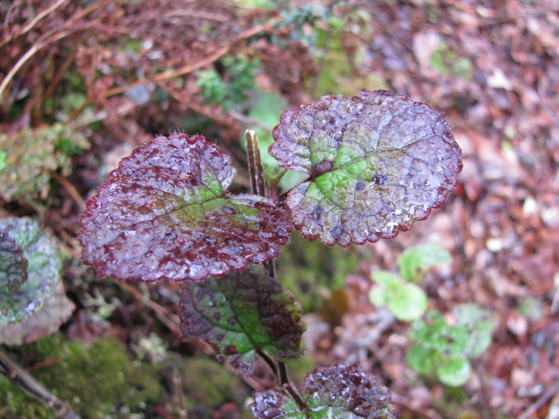 Forest Stenogyne photo 4