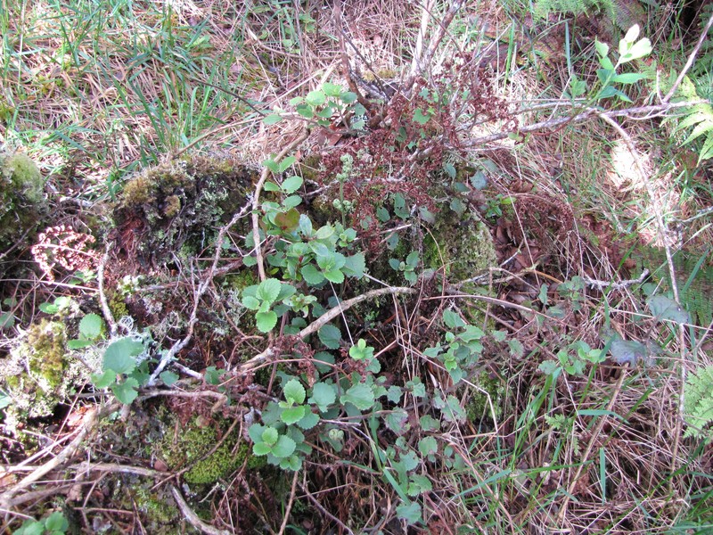 Forest Stenogyne photo 5