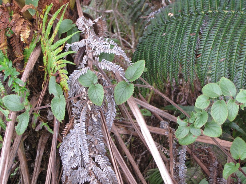 Forest Stenogyne photo 2