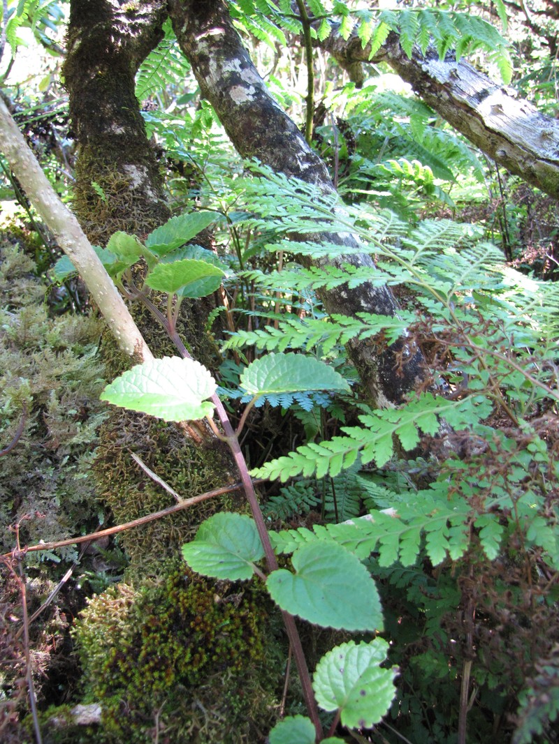 Forest Stenogyne photo 3