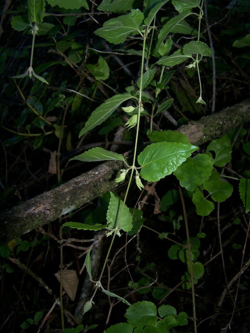 Stenogyne kauaulaensis photo 2