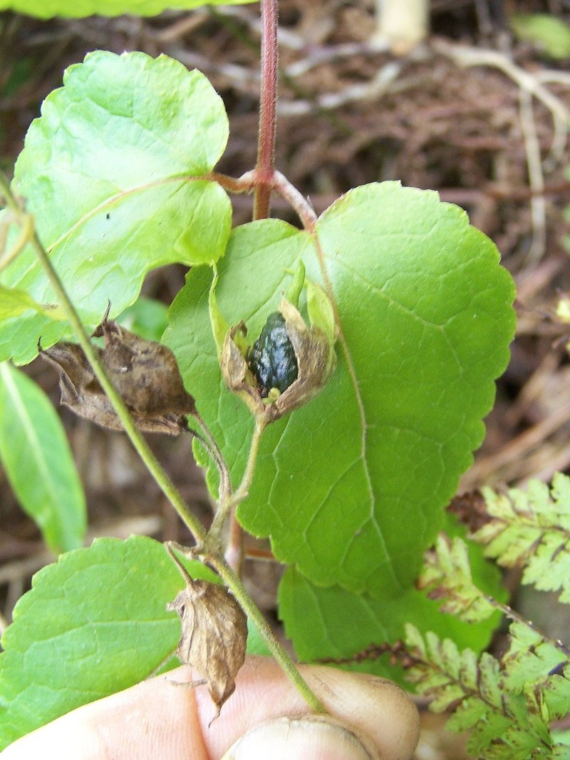 Stenogyne kauaulaensis photo 3