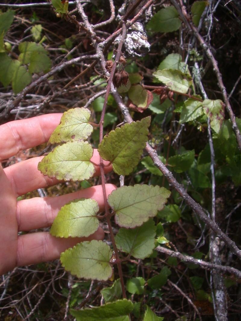 Stenogyne kauaulaensis photo 4