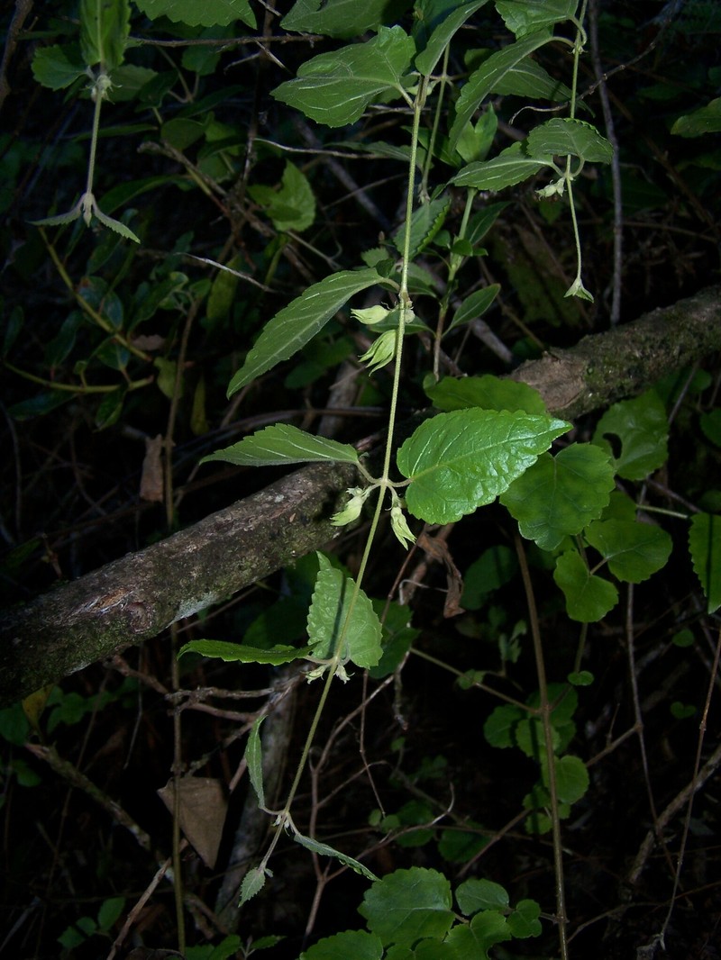 Stenogyne kauaulaensis photo 8