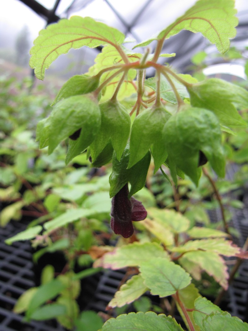 Stenogyne kauaulaensis