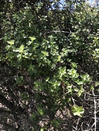 Littleleaf Stenogyne
