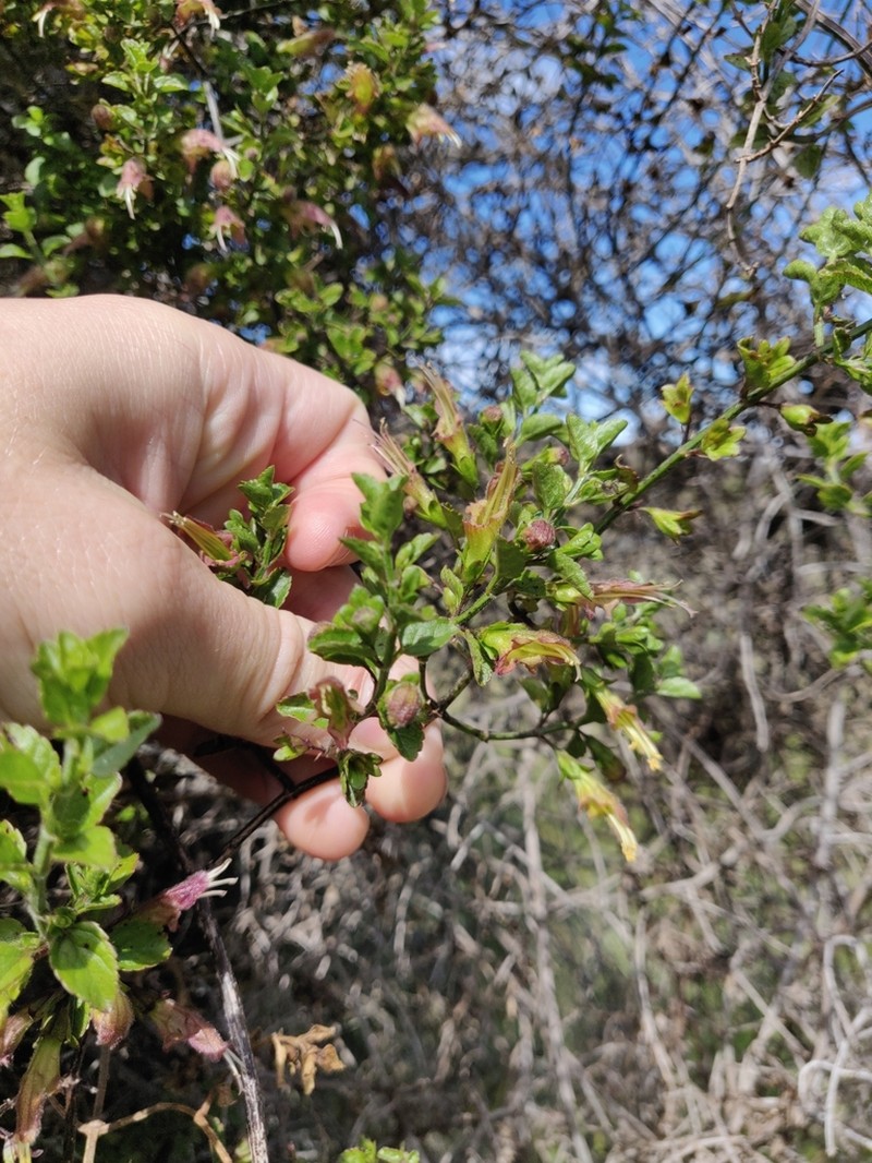 Littleleaf Stenogyne photo 2