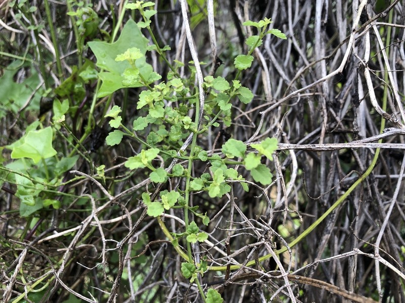 Littleleaf Stenogyne photo 3