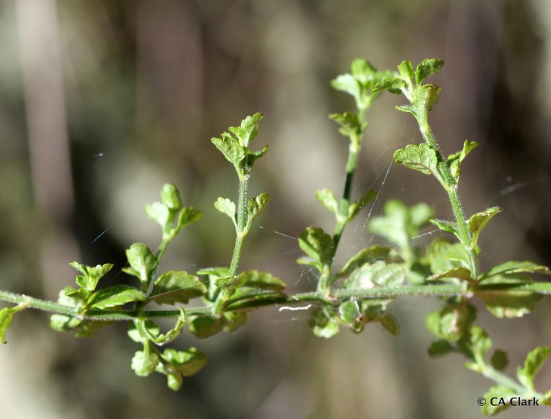 Littleleaf Stenogyne photo 4