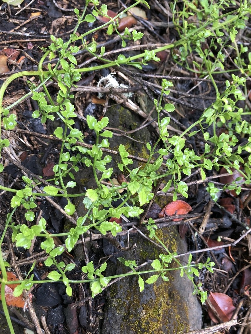 Littleleaf Stenogyne photo 6