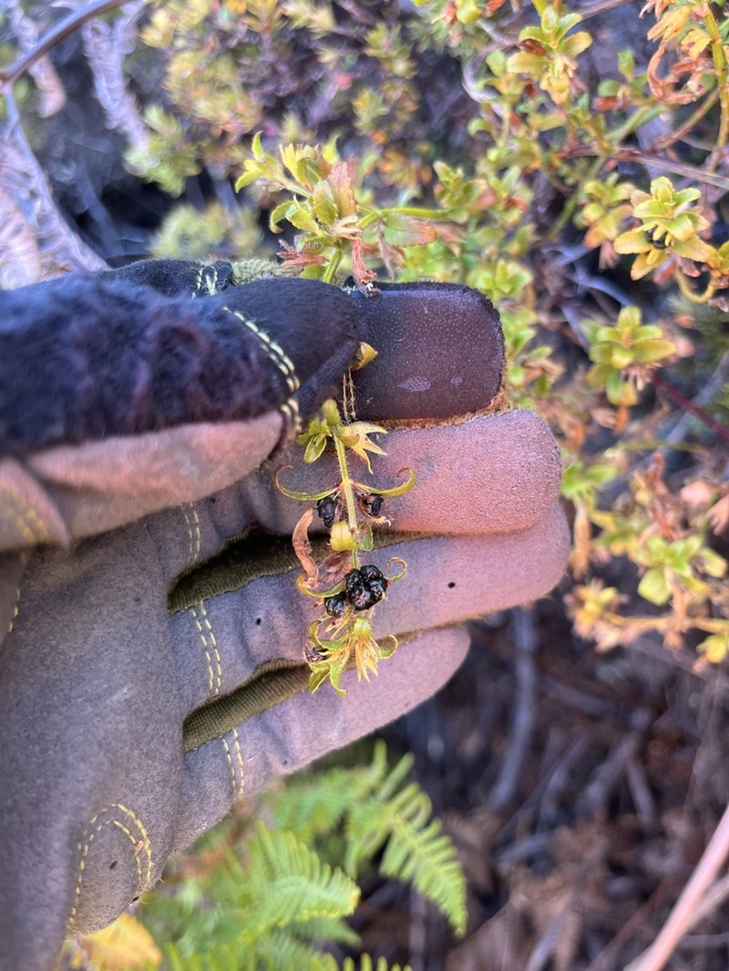 Littleleaf Stenogyne photo 7