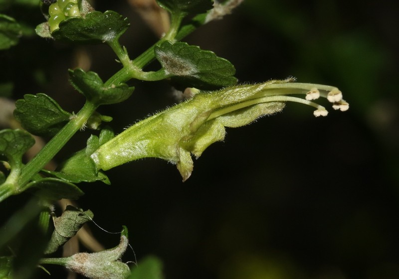 Littleleaf Stenogyne photo 8