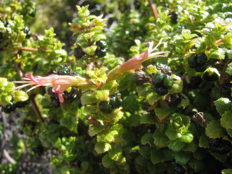 Littleleaf Stenogyne photo 3