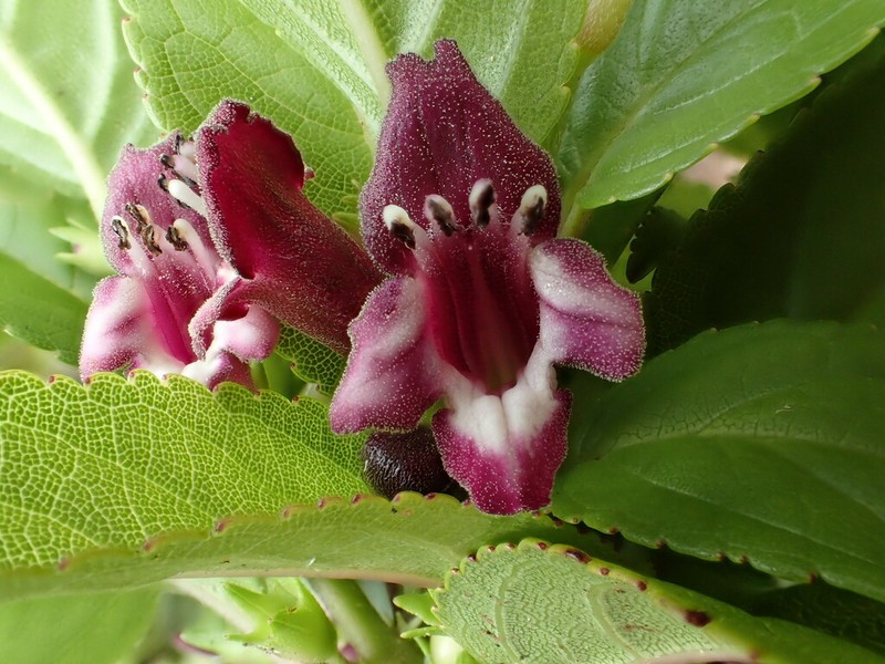 Purplefruit Stenogyne photo 4