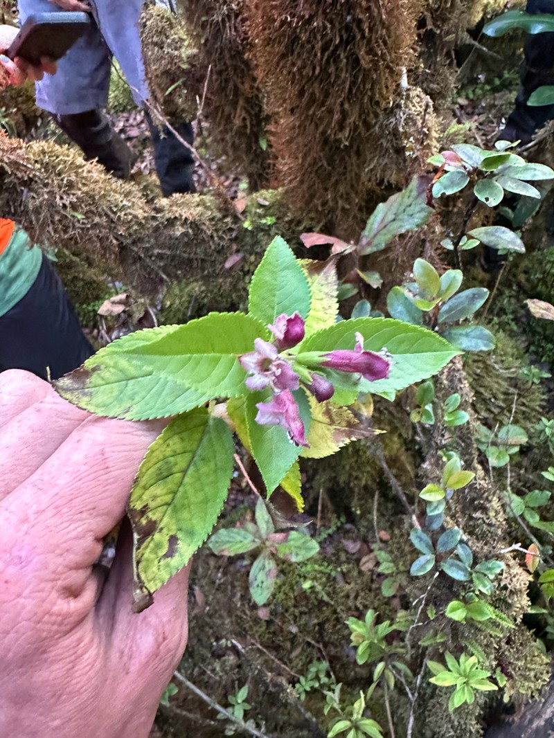 Purplefruit Stenogyne photo 5