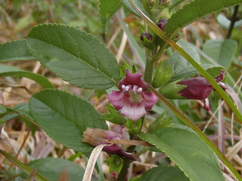 Purplefruit Stenogyne photo 6