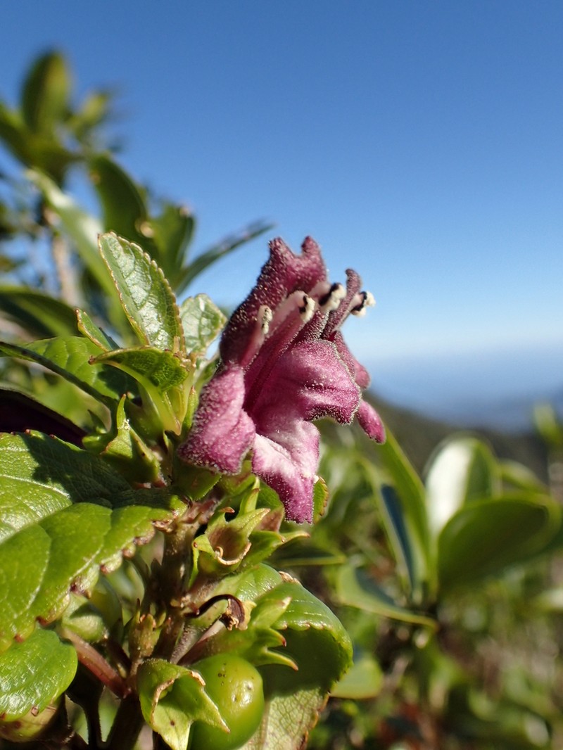 Purplefruit Stenogyne photo 7