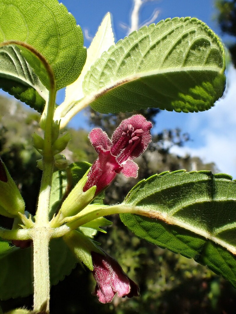 Purplefruit Stenogyne photo 8