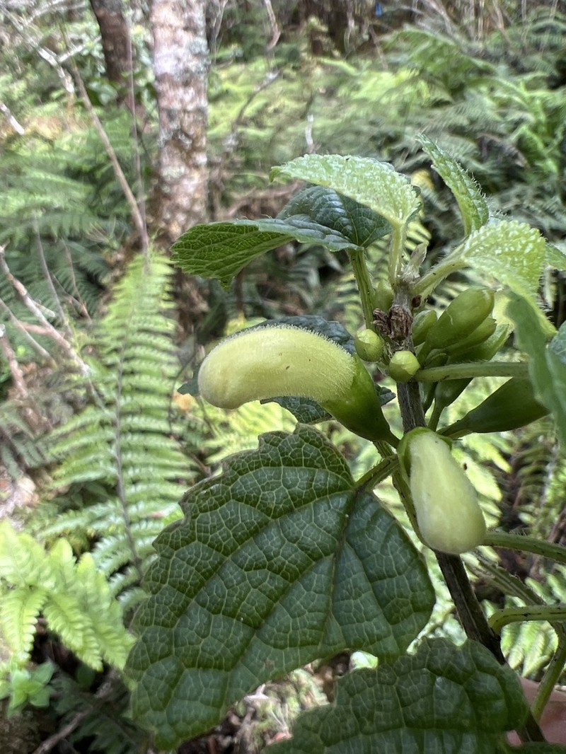 Pua'Ainaka photo 3