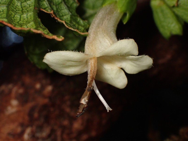 Pua'Ainaka photo 5