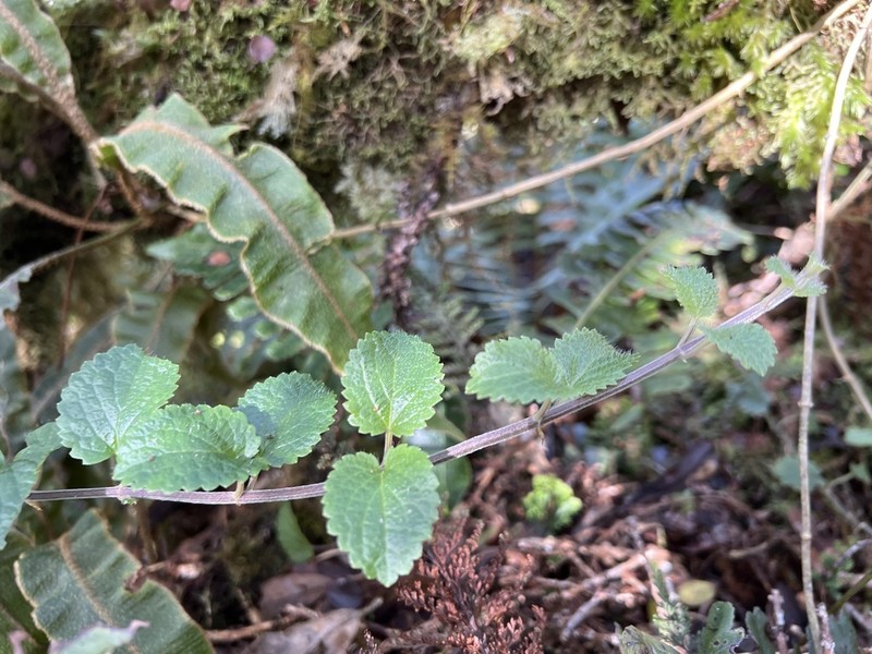 Pua'Ainaka photo 8