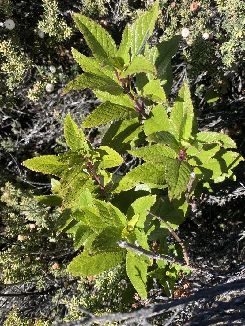 Ma'Ohi'Ohi photo 2