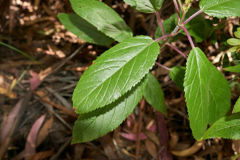 Ma'Ohi'Ohi photo 3
