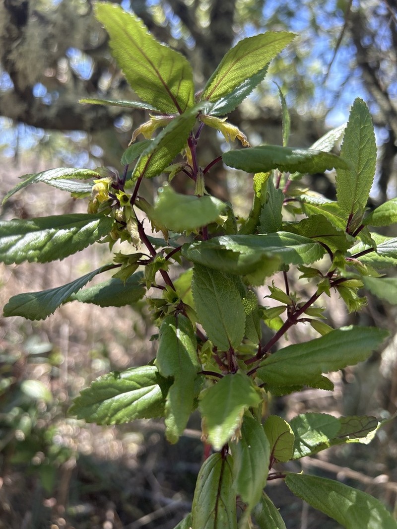 Ma'Ohi'Ohi photo 4