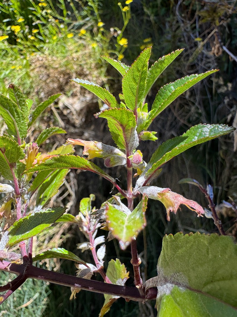 Ma'Ohi'Ohi photo 5
