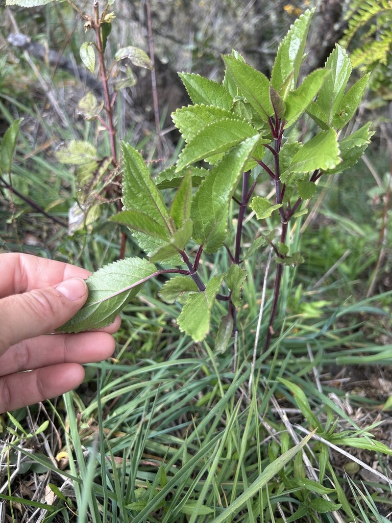 Ma'Ohi'Ohi photo 7
