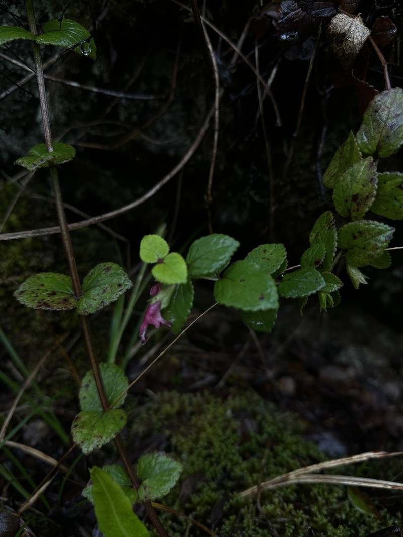 Fuzzyflower Stenogyne photo 2