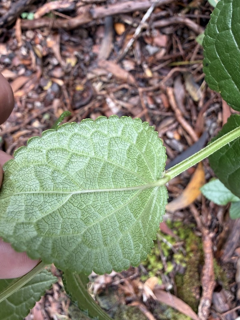 Fuzzyflower Stenogyne photo 4