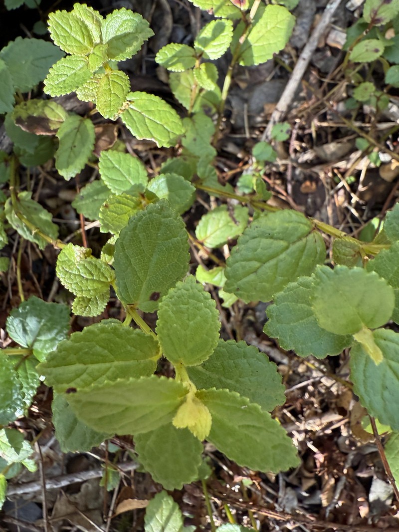 Fuzzyflower Stenogyne photo 7