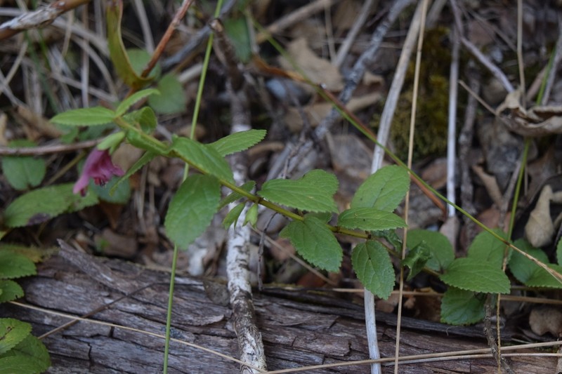 Fuzzyflower Stenogyne photo 8