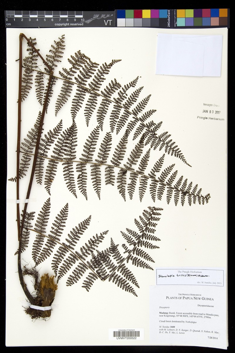 Stenolepia tristis