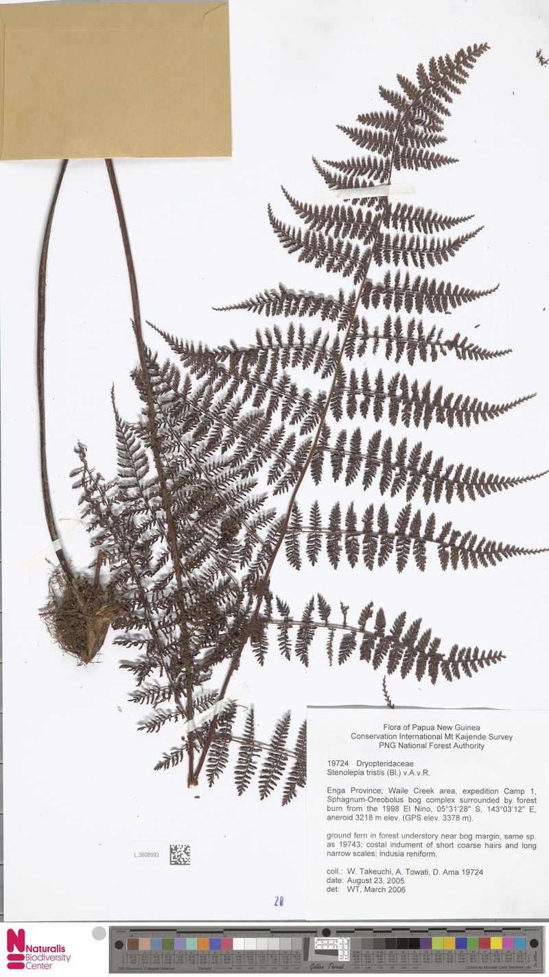Stenolepia tristis photo 2