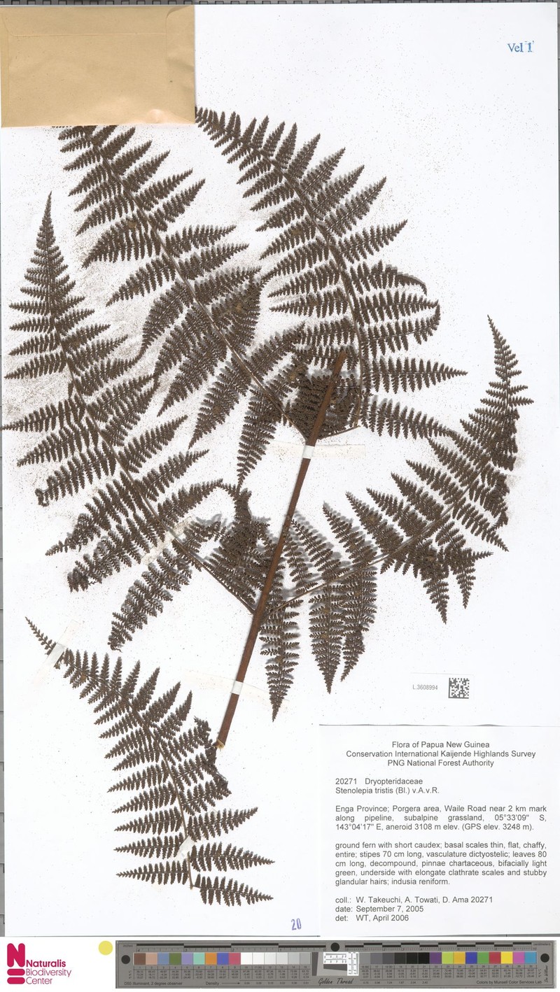 Stenolepia tristis photo 3