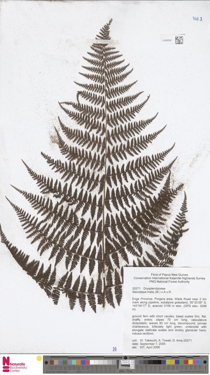 Stenolepia tristis photo 4
