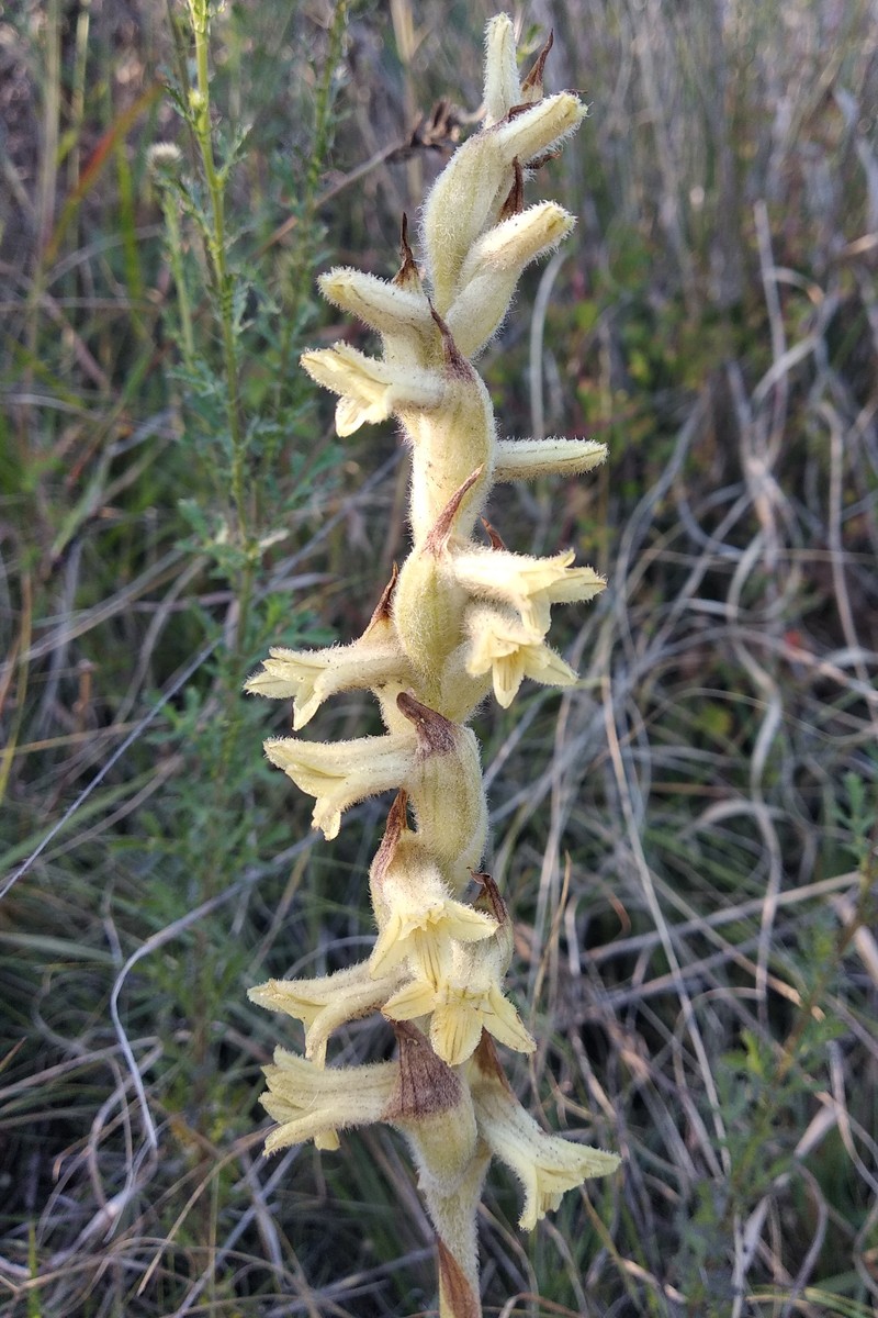 Michuacan Lady Orchid