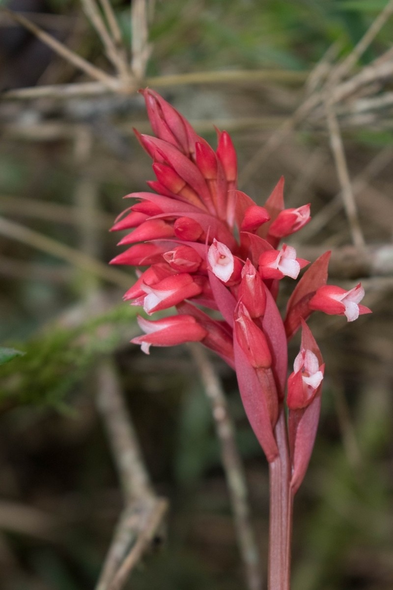 Latin American Lady Orchid