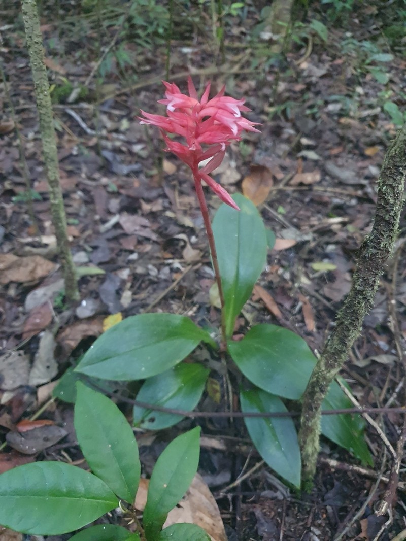Latin American Lady Orchid photo 2