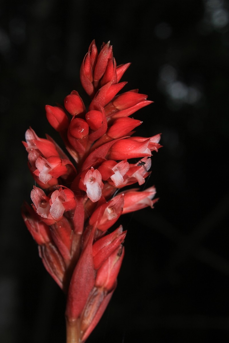 Latin American Lady Orchid photo 3