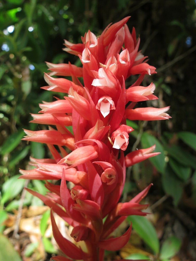 Latin American Lady Orchid photo 5