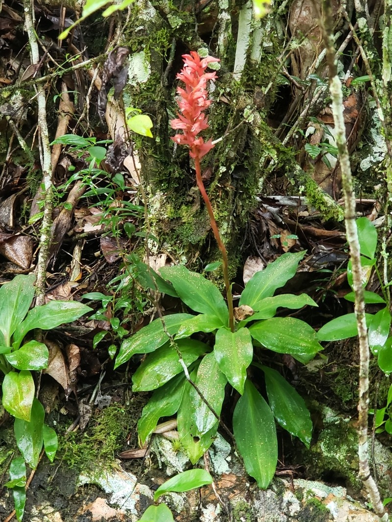 Latin American Lady Orchid photo 8