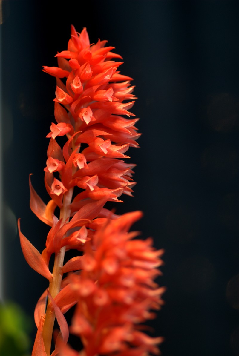 Latin American Lady Orchid photo 2