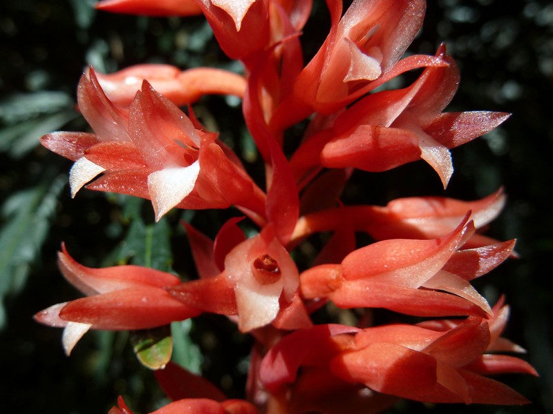 Latin American Lady Orchid photo 3