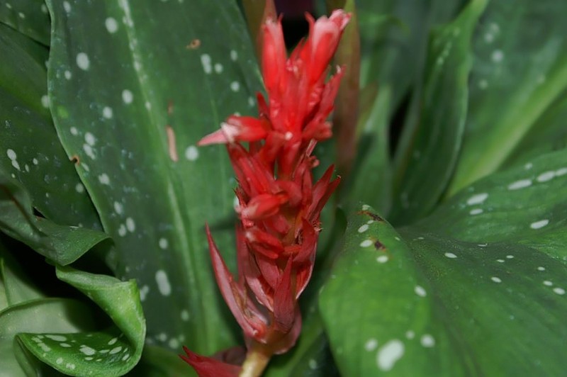 Latin American Lady Orchid photo 4